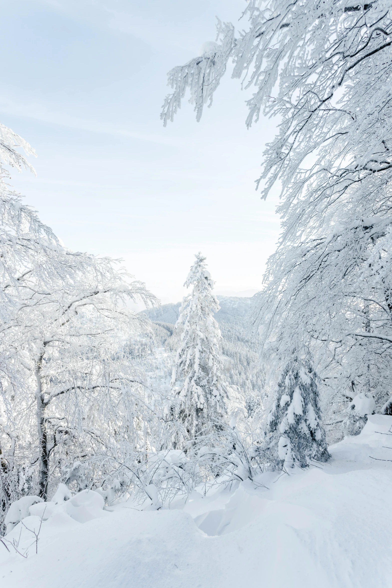 a snowy scene with lots of trees and a white sky