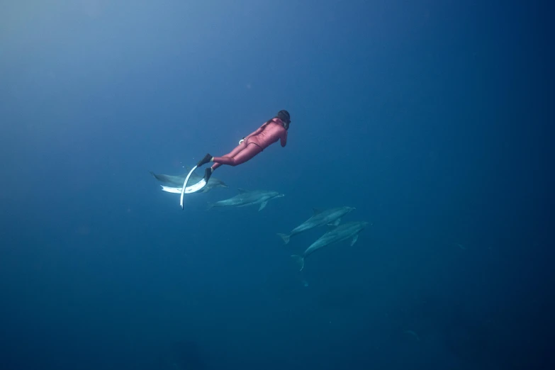 there are two dolphins swimming side by side in the water