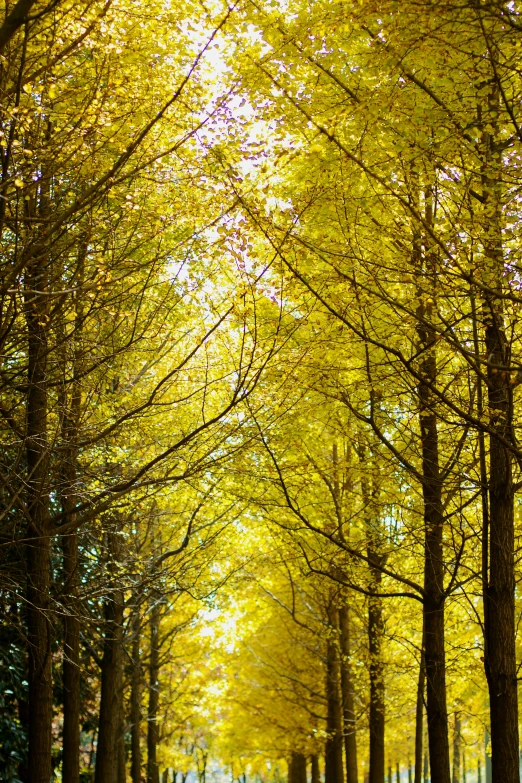 a road lined with trees on both sides of it