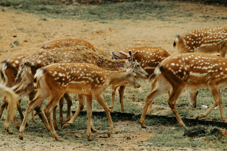 small group of spotted deer grazing in open area