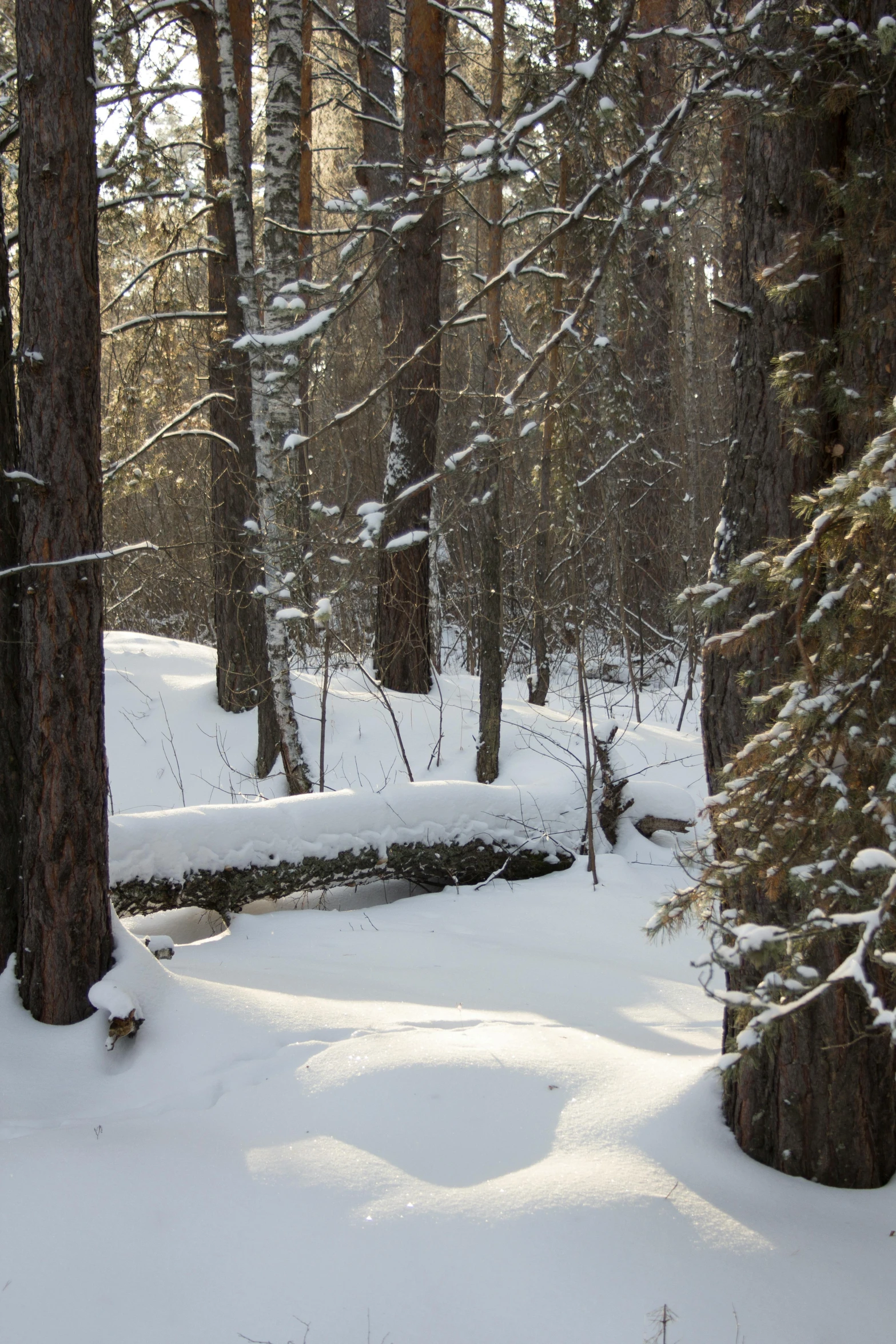 some trees in the woods and snow and one has skis