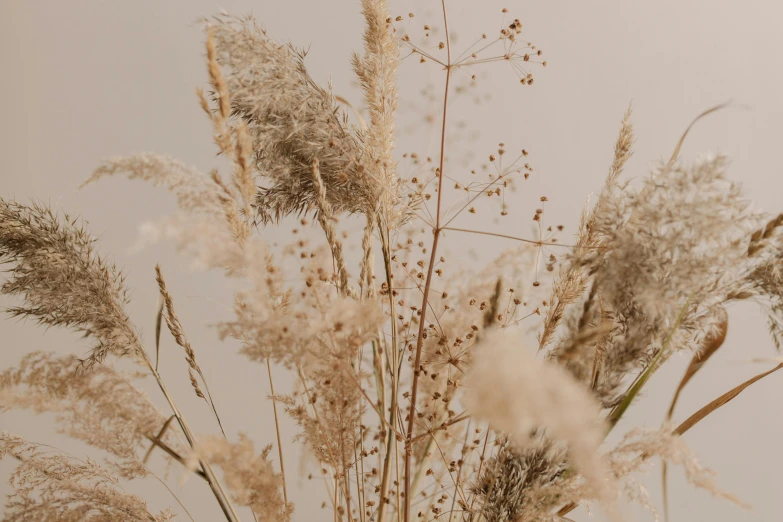 dry brown grass stems in the sun on a gray background