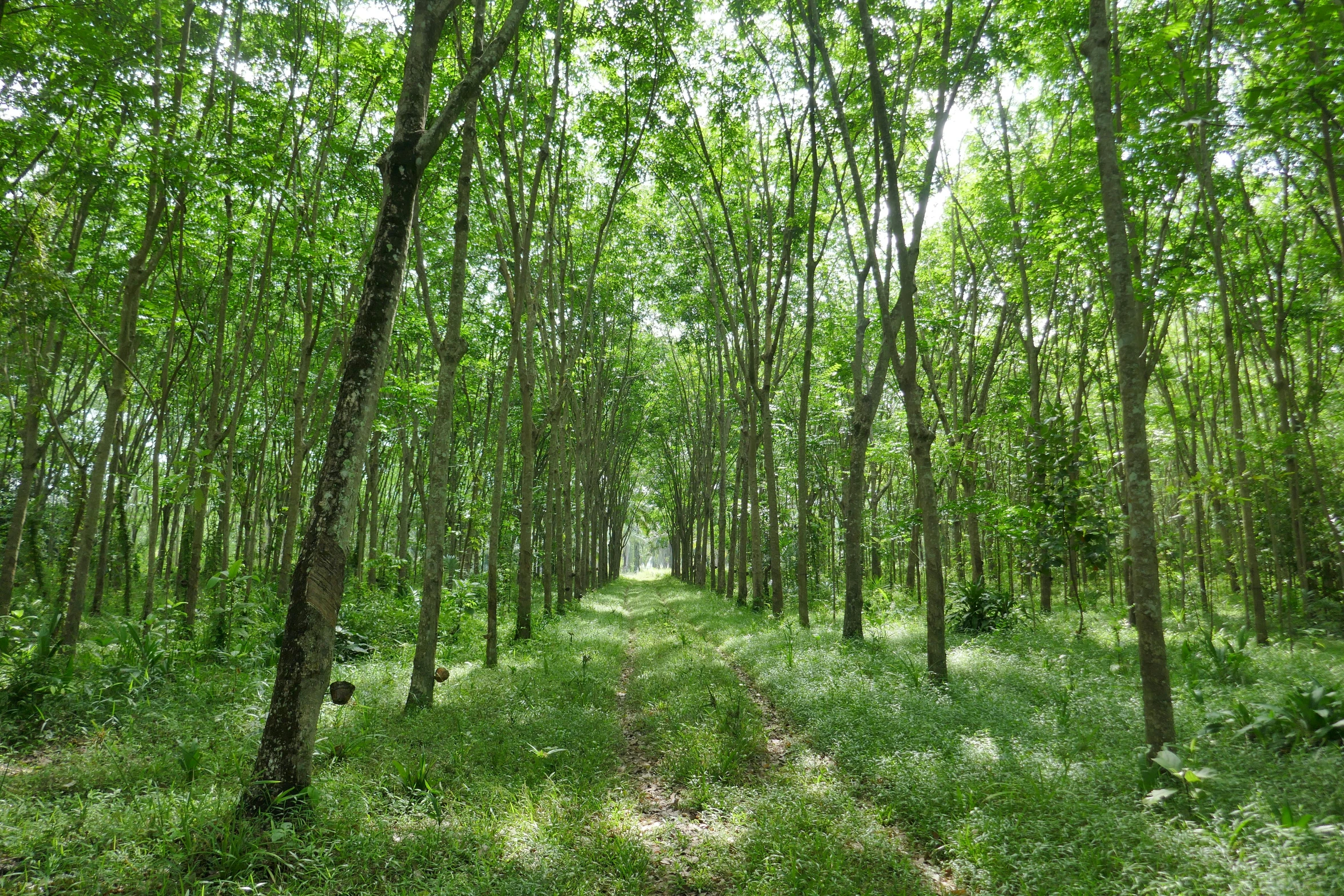 a path through some trees in the woods