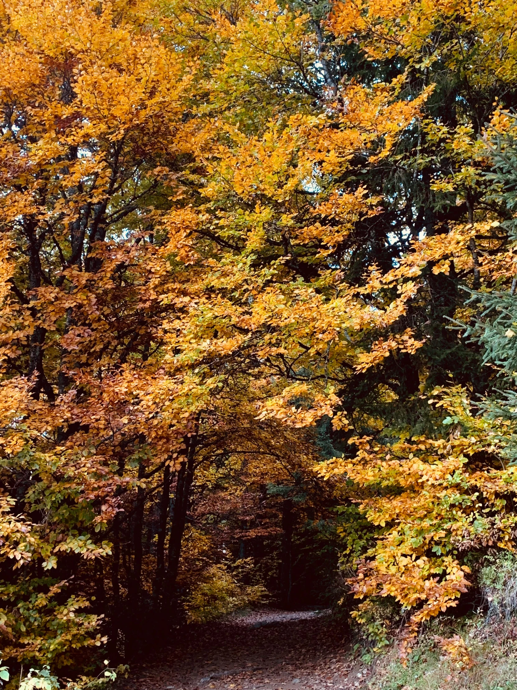 a path through trees that have yellow leaves on it