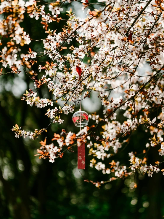 a closeup of a blossomed tree with birds on it