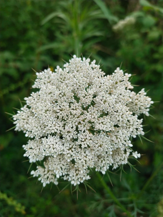 an ornate plant with lots of white flowers