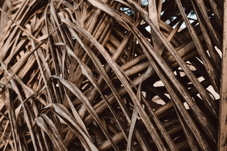 a close up view of various bamboo stalks