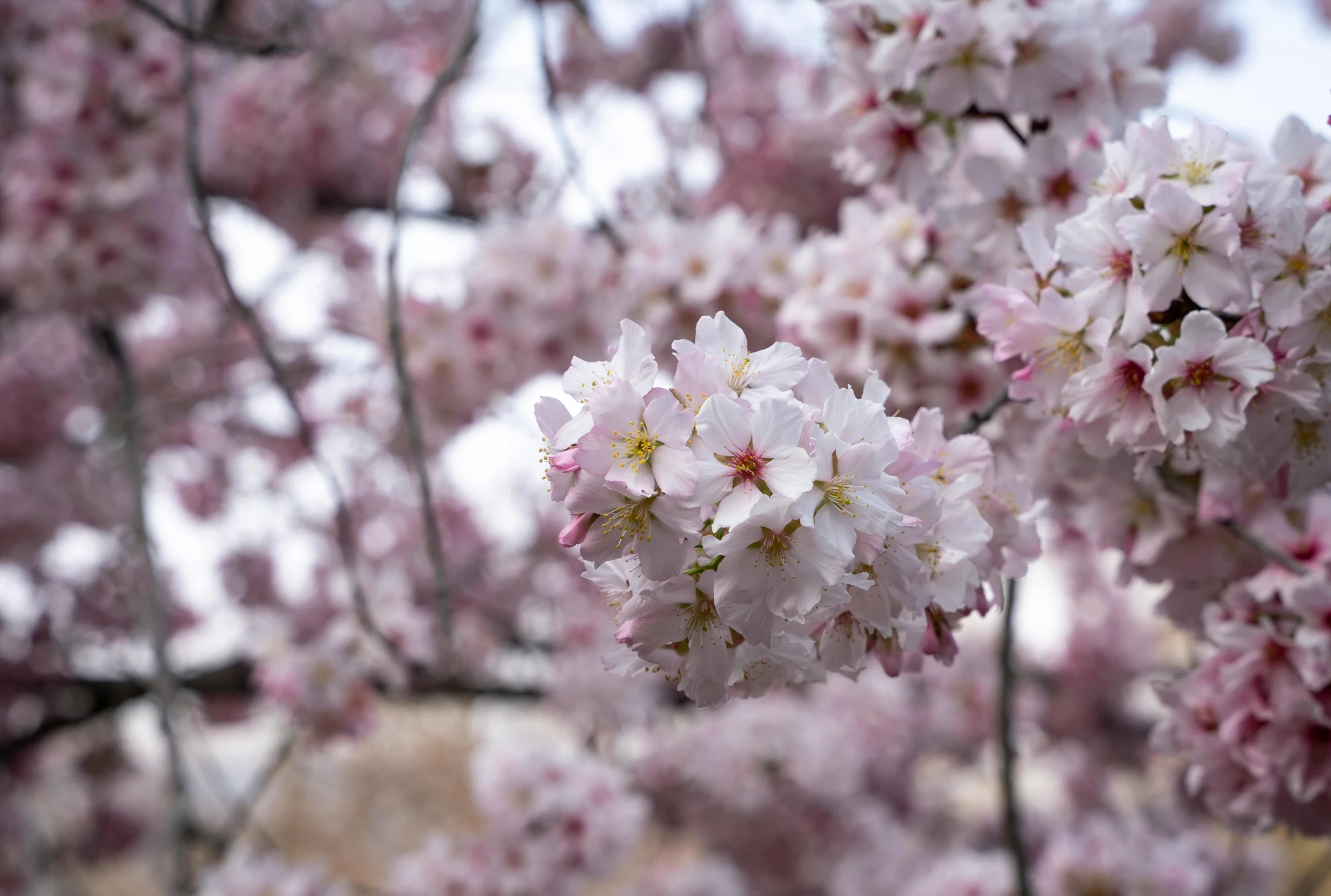 a group of pink flowers in front of some trees