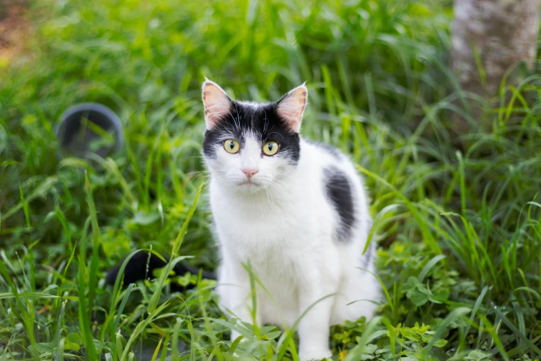 a cat standing on top of a lush green field