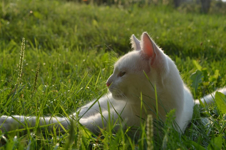 a white kitten laying on top of a lush green field