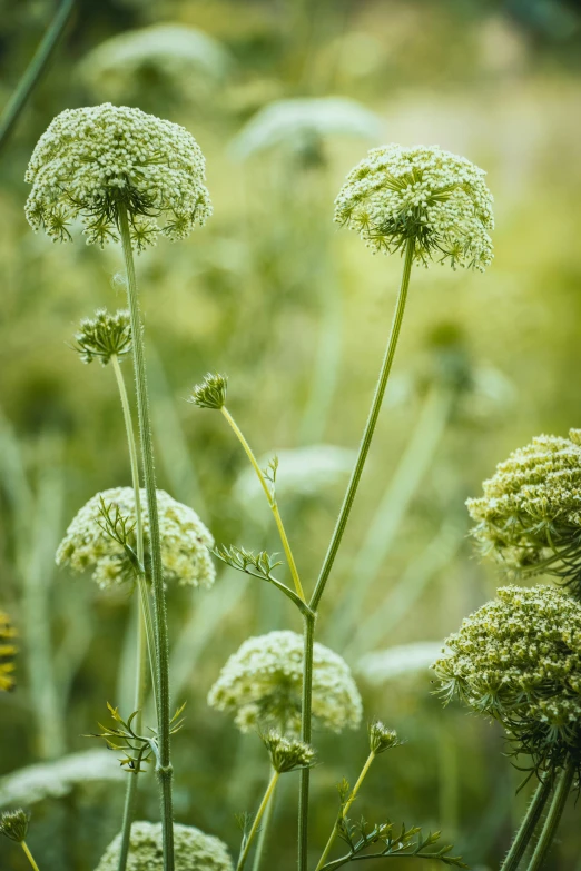 plants growing in a grass field with one large green plant and two small white flowers