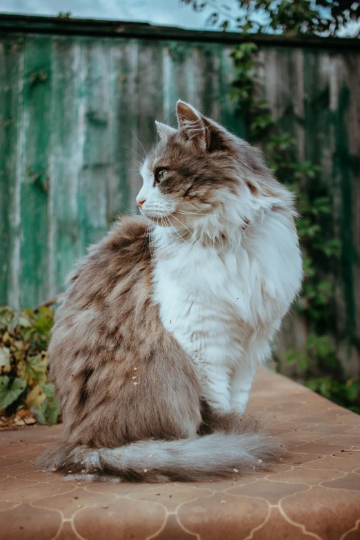 a fluffy cat sitting on a table outside