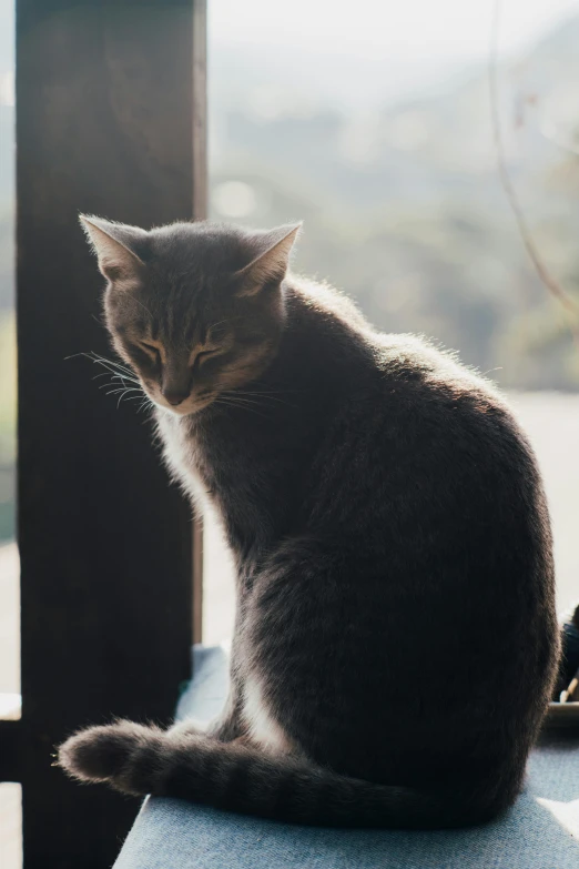 a black cat is sitting on top of a chair