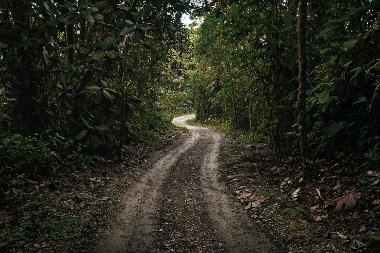 a dirt road is shown surrounded by trees