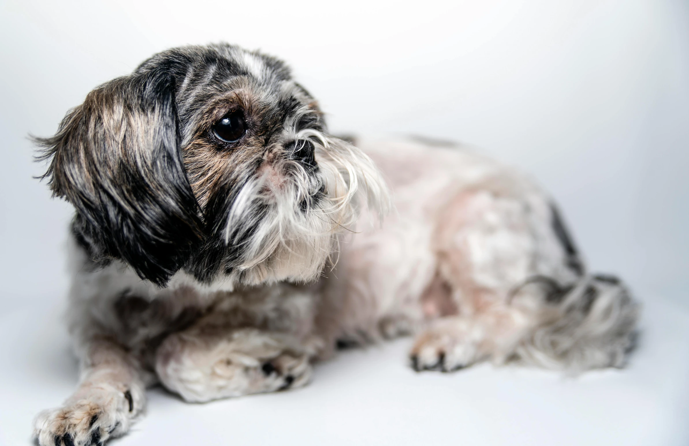 a dog that has been groomed and laying down