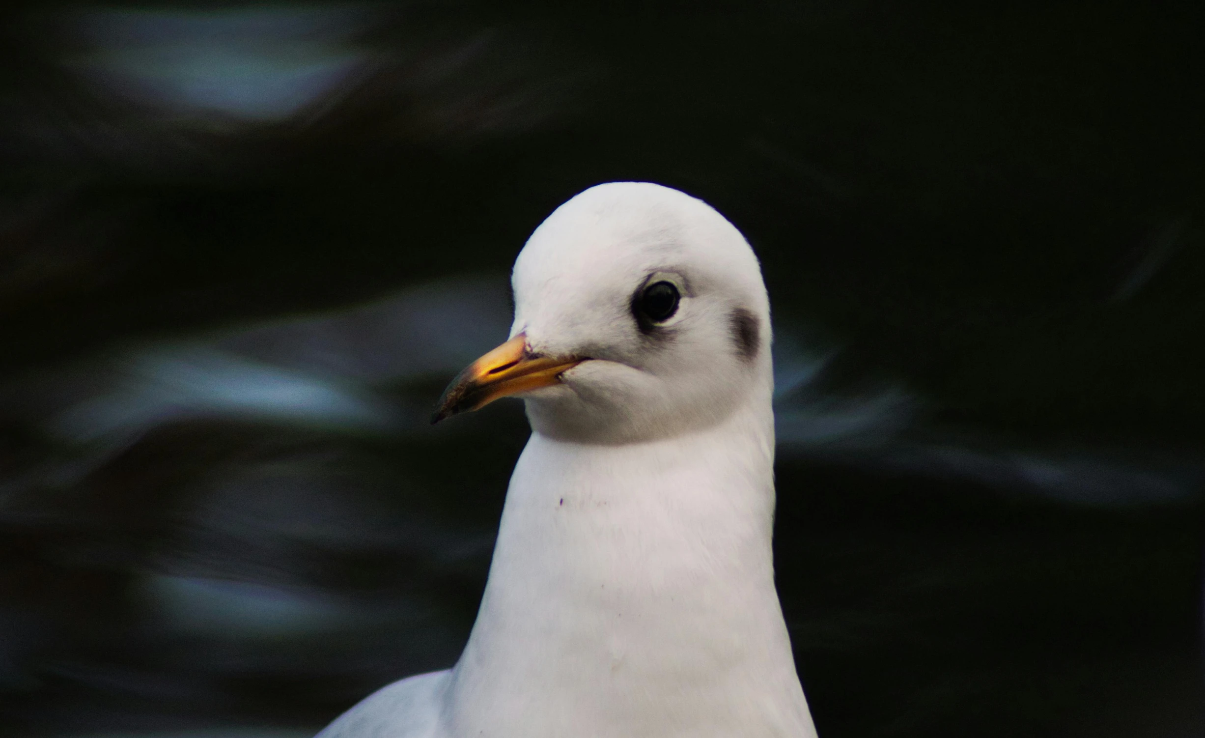 the white bird with yellow beak is standing by itself