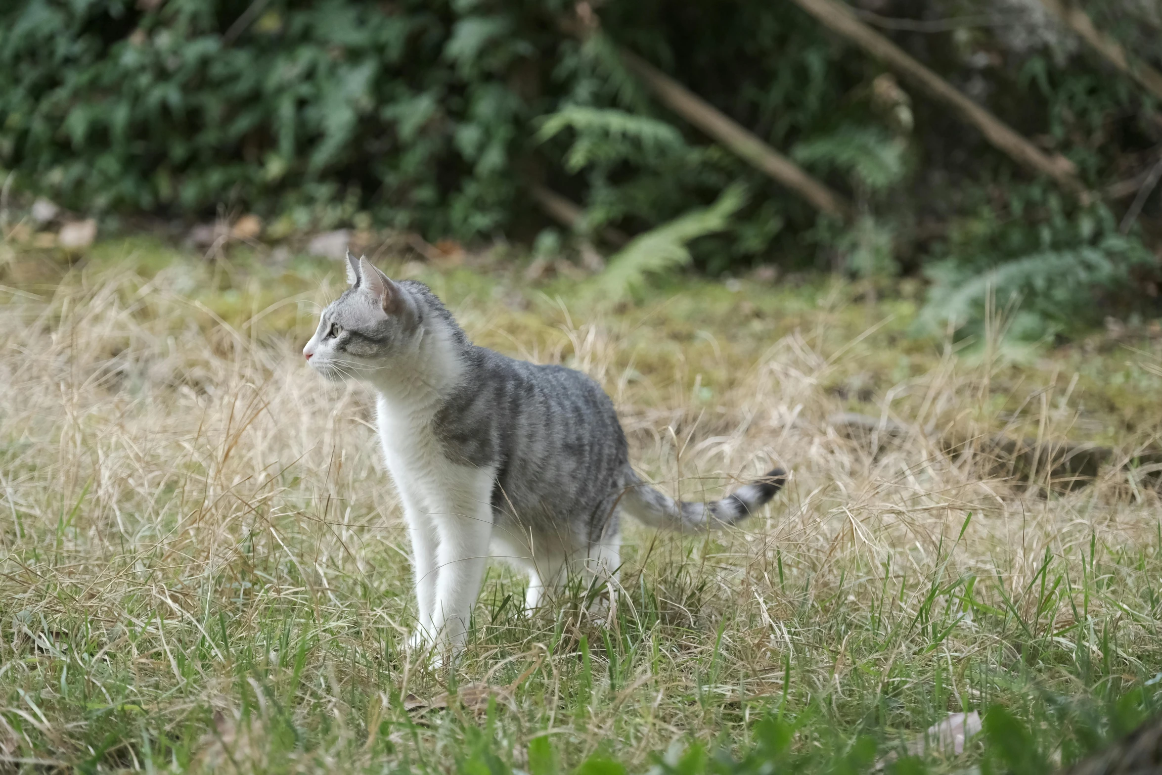 a grey and white kitten standing on the grass