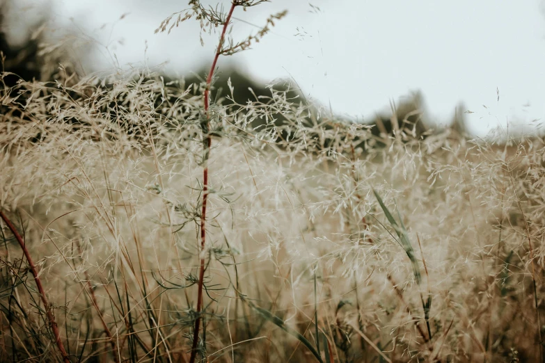 a bunch of weeds sitting on top of a field