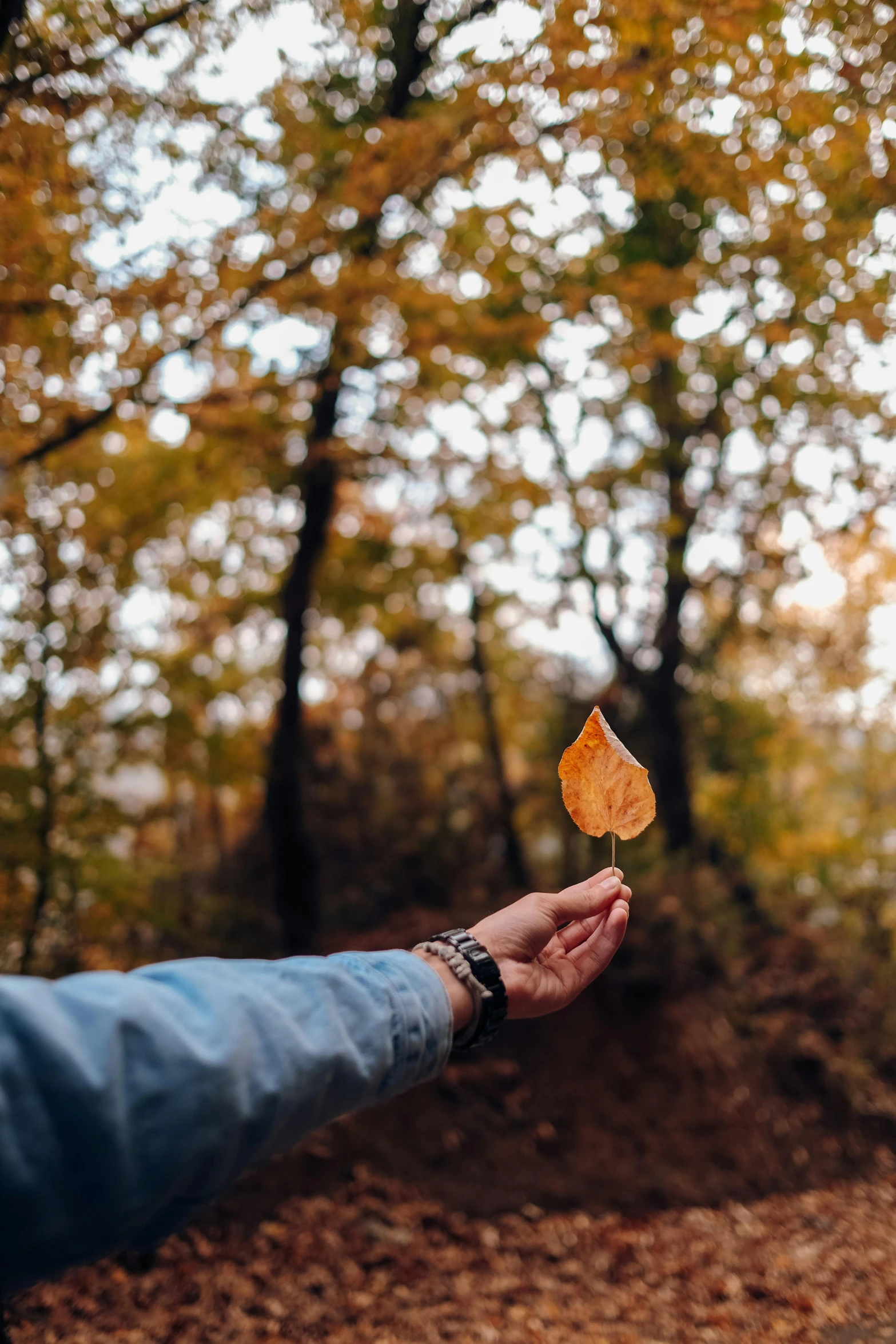 a person holds up an orange leaf with the trees behind them