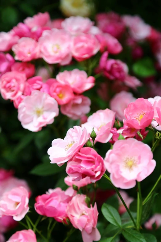 many different colored flowers growing outside together