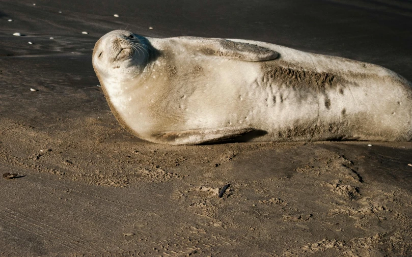 a sea lion laying down on a beach