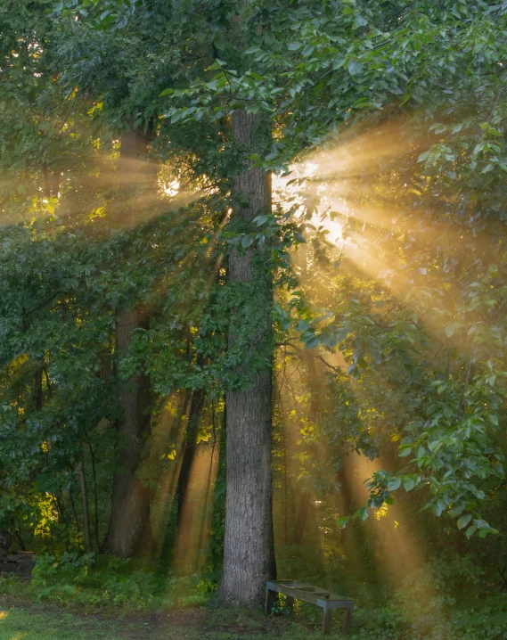 the sun shining through sunlight rays over trees