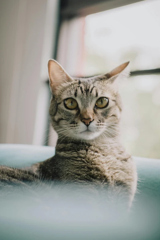 a cat with brown eyes is sitting on a chair