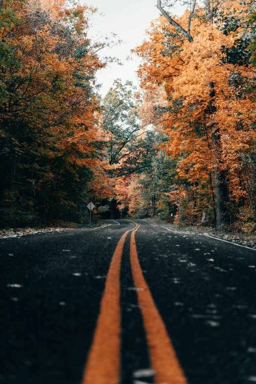 an empty, wooded road with orange trees in the background