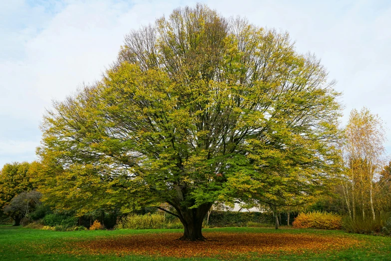 the large tree is standing tall on the grass