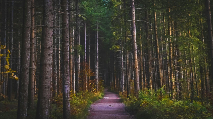 this is the pathway in a pine forest