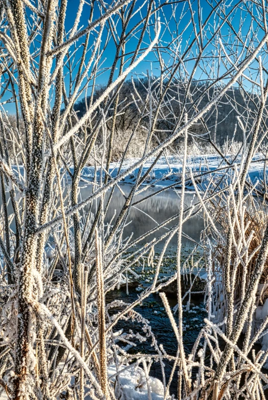 the water and tree nches are covered in snow