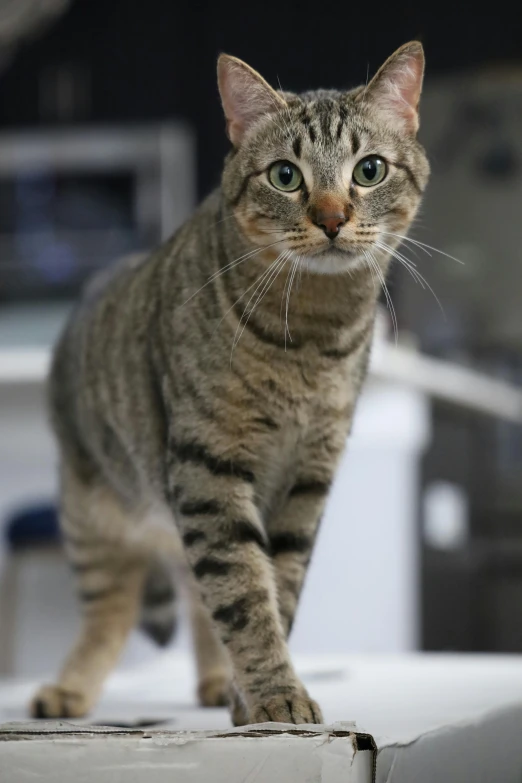 a cat is standing on top of a table