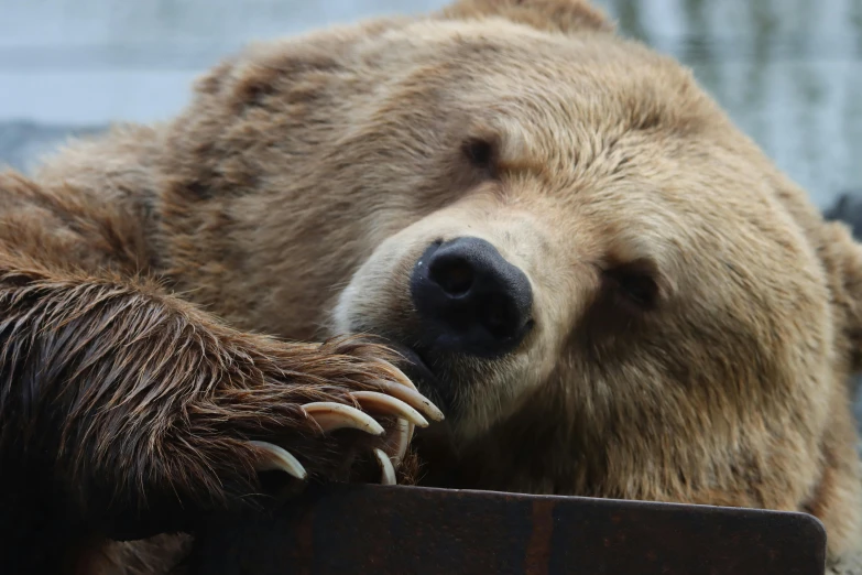 there is a very large brown bear that is holding on to the side