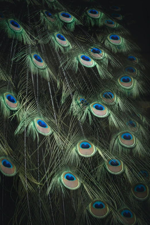 a flock of peacock feathers displaying their colorful tail feathers