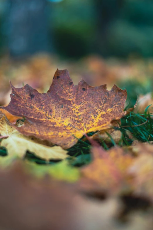 a leaf laying on the ground in some grass