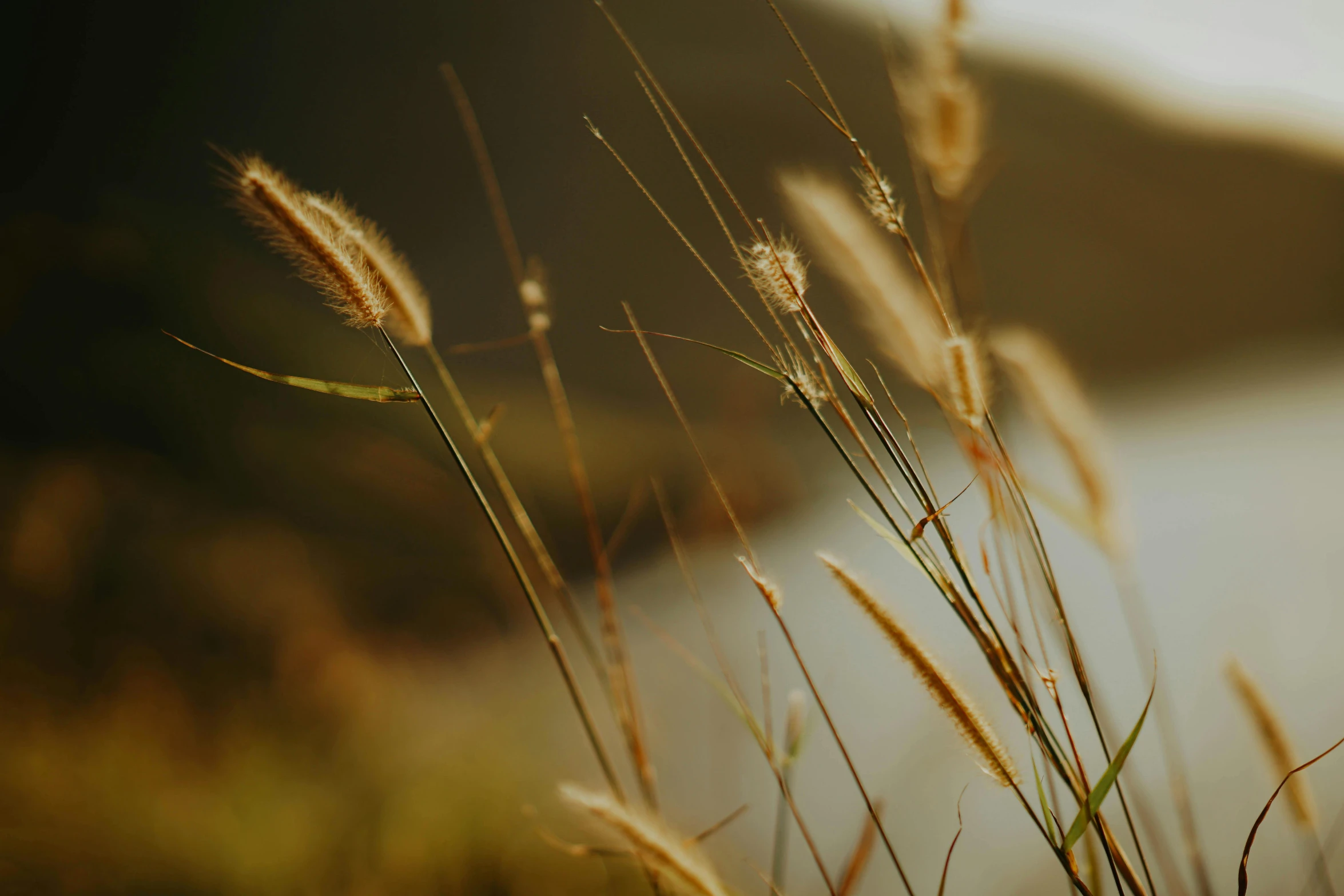 a bunch of brown plants in a field