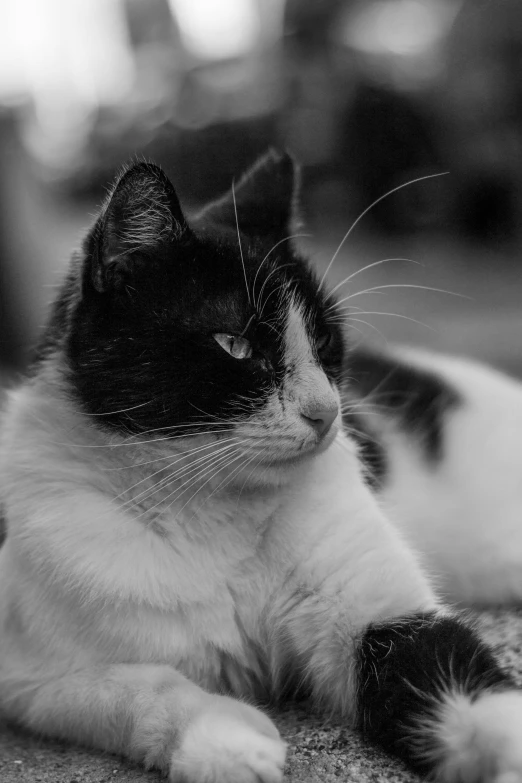 a black and white cat laying down next to another cat