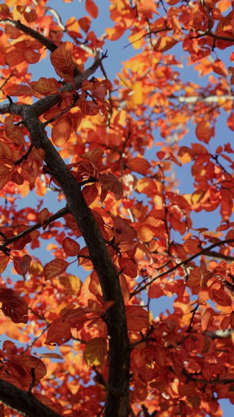 an orange tree with red leaves in autumn