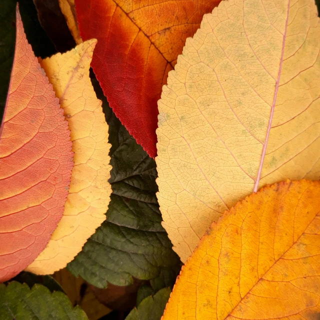 a close up view of two colorful leaves