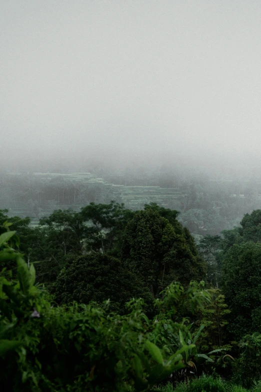 fog and rain falling on the top of a green tree line