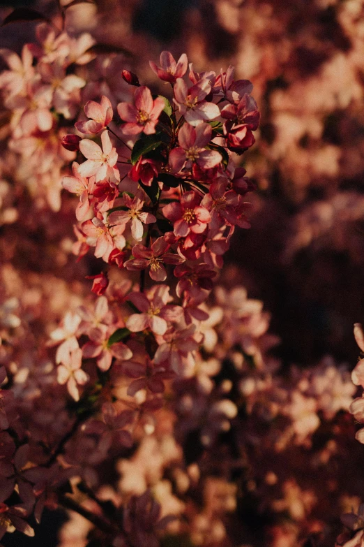 an up close view of a flower in the daytime