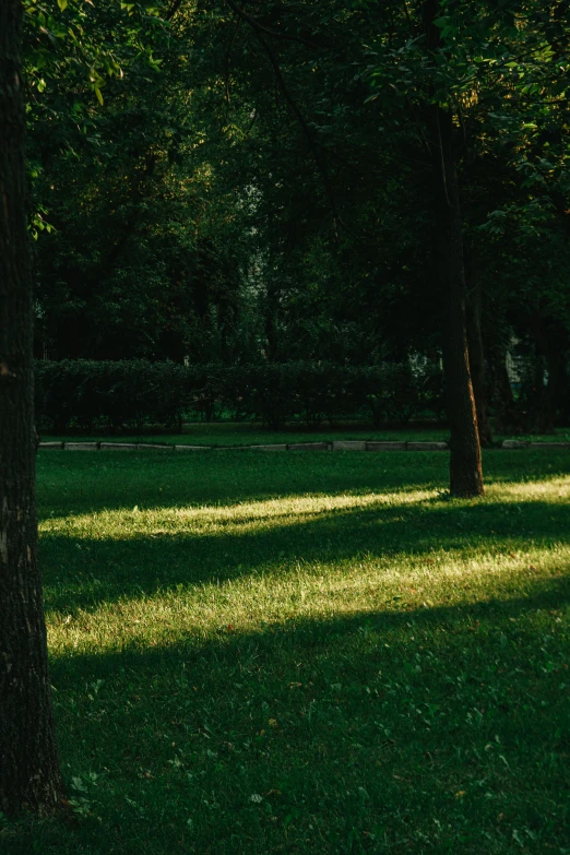 a large field full of grass with trees in the background