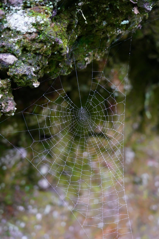 a web on the side of a moss covered tree