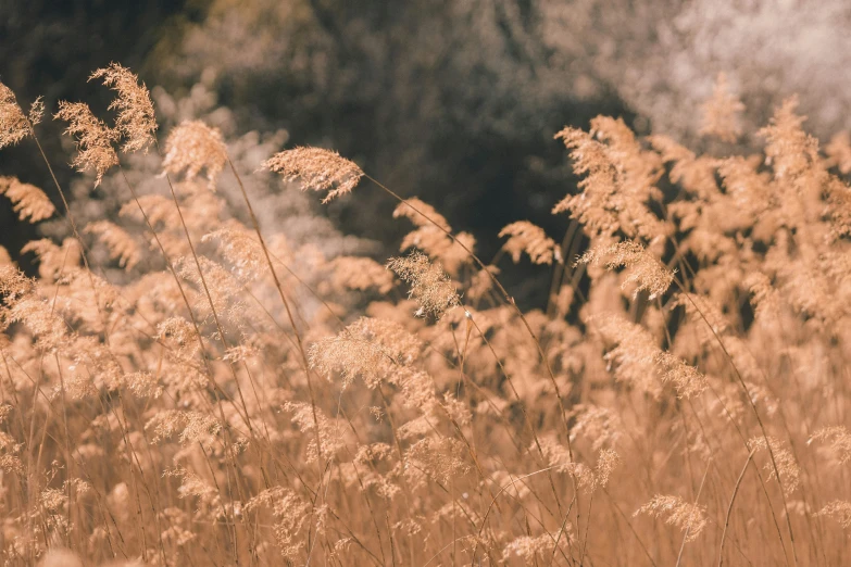 a close - up view of the tall, brown grasses