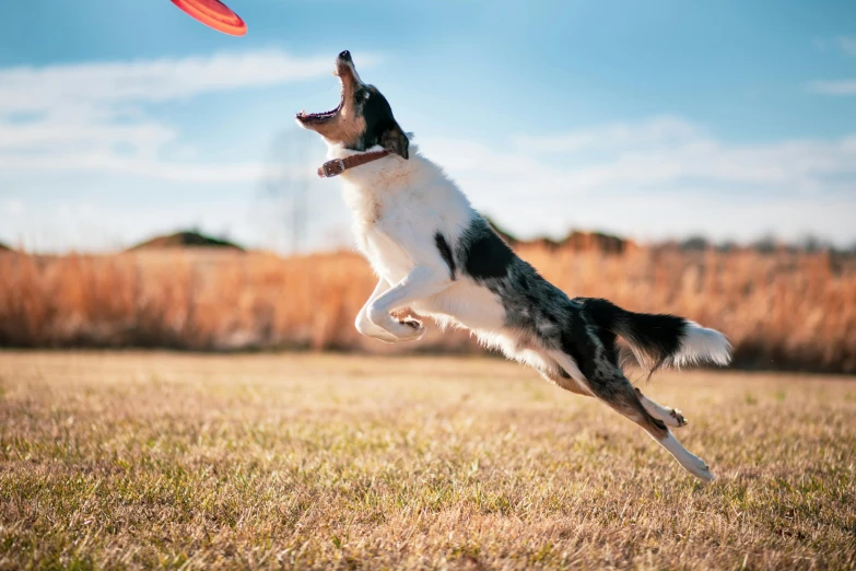 a dog jumping up to grab a frisbee