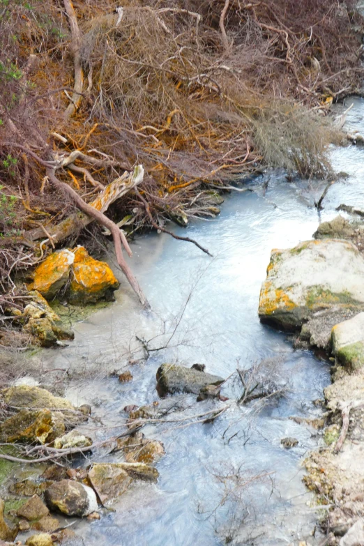 small stream with melting water surrounded by brown and green foliage