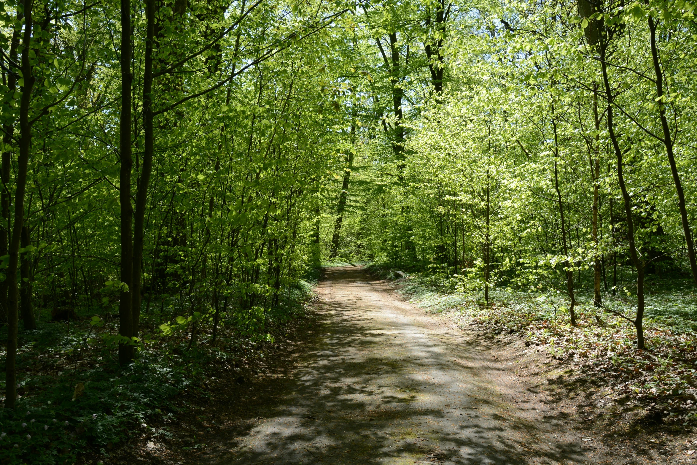 a narrow path is surrounded by tall trees