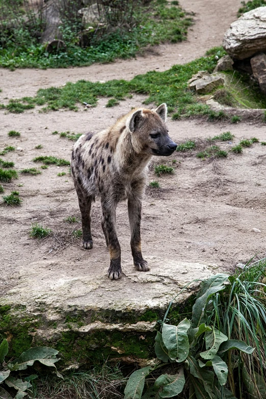a brown and black spotted hyena standing on some rocks
