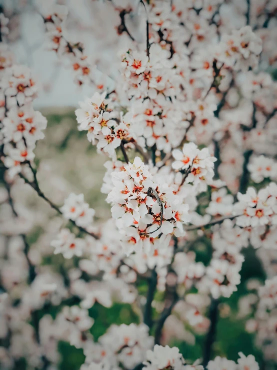 a bunch of white flowers are on the bush