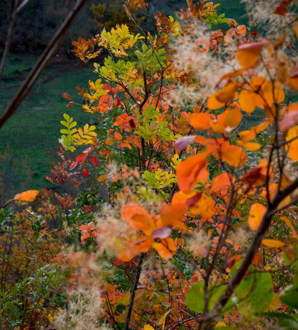 a lot of leaves that are on the ground